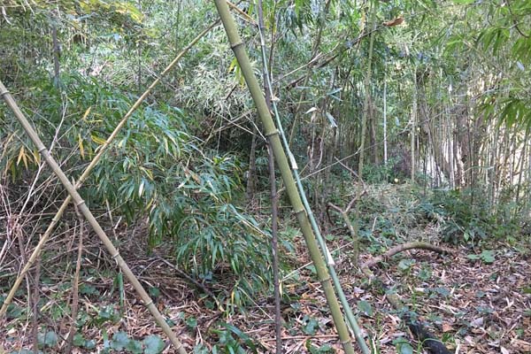 日置郡郡山町郡山