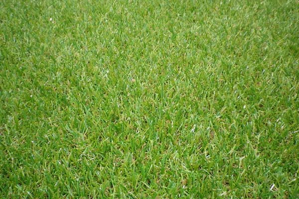 ⑤44222ジョーキーターフ WEB紹介