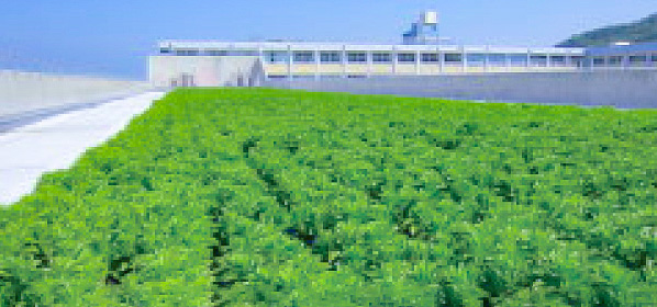 屋上緑化