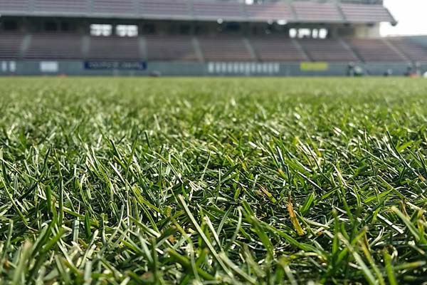 サッカースタジアムのフィールド芝生改修に向けた 厚切りソッド のご提案 コウフ フィールドスタッフブログ